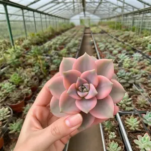 Graptopetalum Snow White Variegated- Single Potted Purple Delight Succulent - Beginner Friendly & Easy to Grow - Perfect for Home & Garden Decor Aeonium Succulent Plant Black