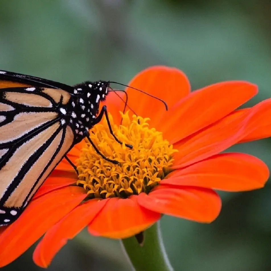 100pcsMexican Torch Sunflower Seeds: Premium Non-gmo, Heirloom Garden Seeds for Vibrant Blooms