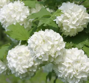 Old Fashion Snowball Viburnum Plant White Viburnum Shrub in 4 Inch Pot Viburnum Highbush Starter Plant