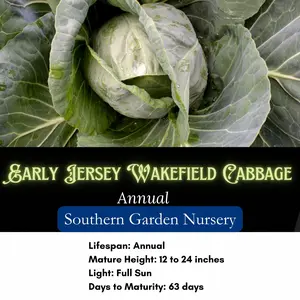 Early Jersey Wakefield Cabbage Seeds, Cool-Season Heirloom Vegetable Seeds