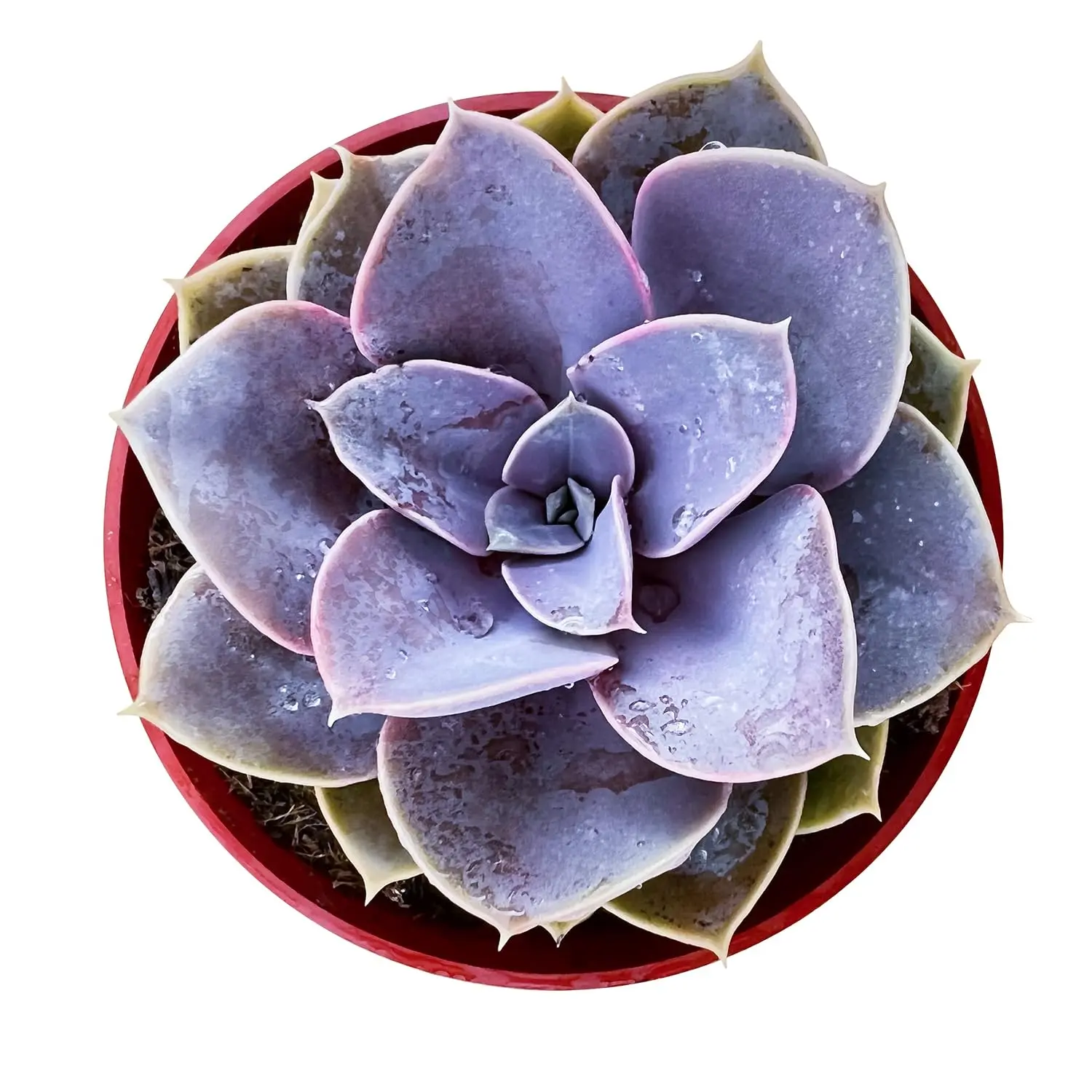 Live Echeveria Perle Von Nurnberg Plant - Pearl Of Nurnberg Plant - Purple Succulent - 4 Inch Pot