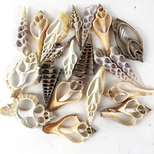 20pc Assorted Center Cut Sea Shells 2"~3" Inch