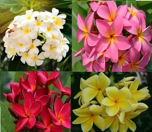 Plumeria Plant Cutting Hawaiian 10" Long Unrooted 1Pk Mixed Colors - Frangipani