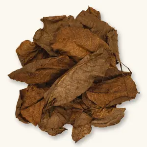 Natural Persian Walnut Leaves (20c) by Betta Botanicals for Betta Tanks & Blackwater Aquariums