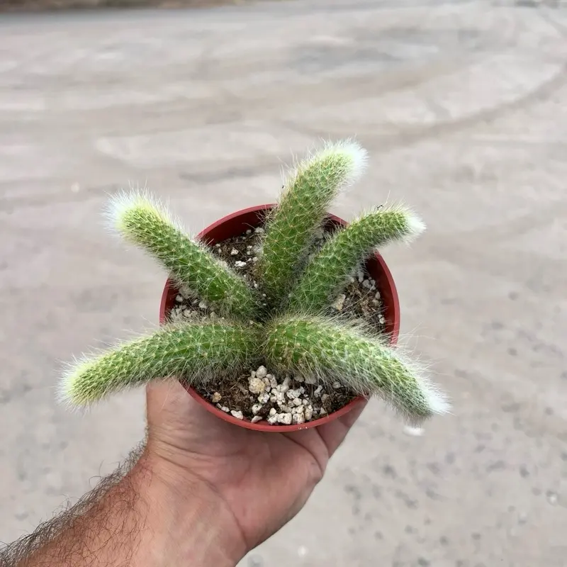 Monkey Tail Cactus Plant in 4" pot (5 Tails per pot) Monkey Tail Cactus Plant in 4" pot (5 Tails per pot)