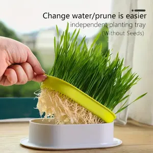 Seedless Hydroponic Cat Grass Planter, Promotes Digestion and Health, Includes Greenhouse Growing Box, Gardening Gift, Home Decor