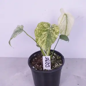 RARE Monstera Mint | Mint Variegated Monstera | Collector Plant