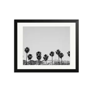 Hollywood Palm Trees