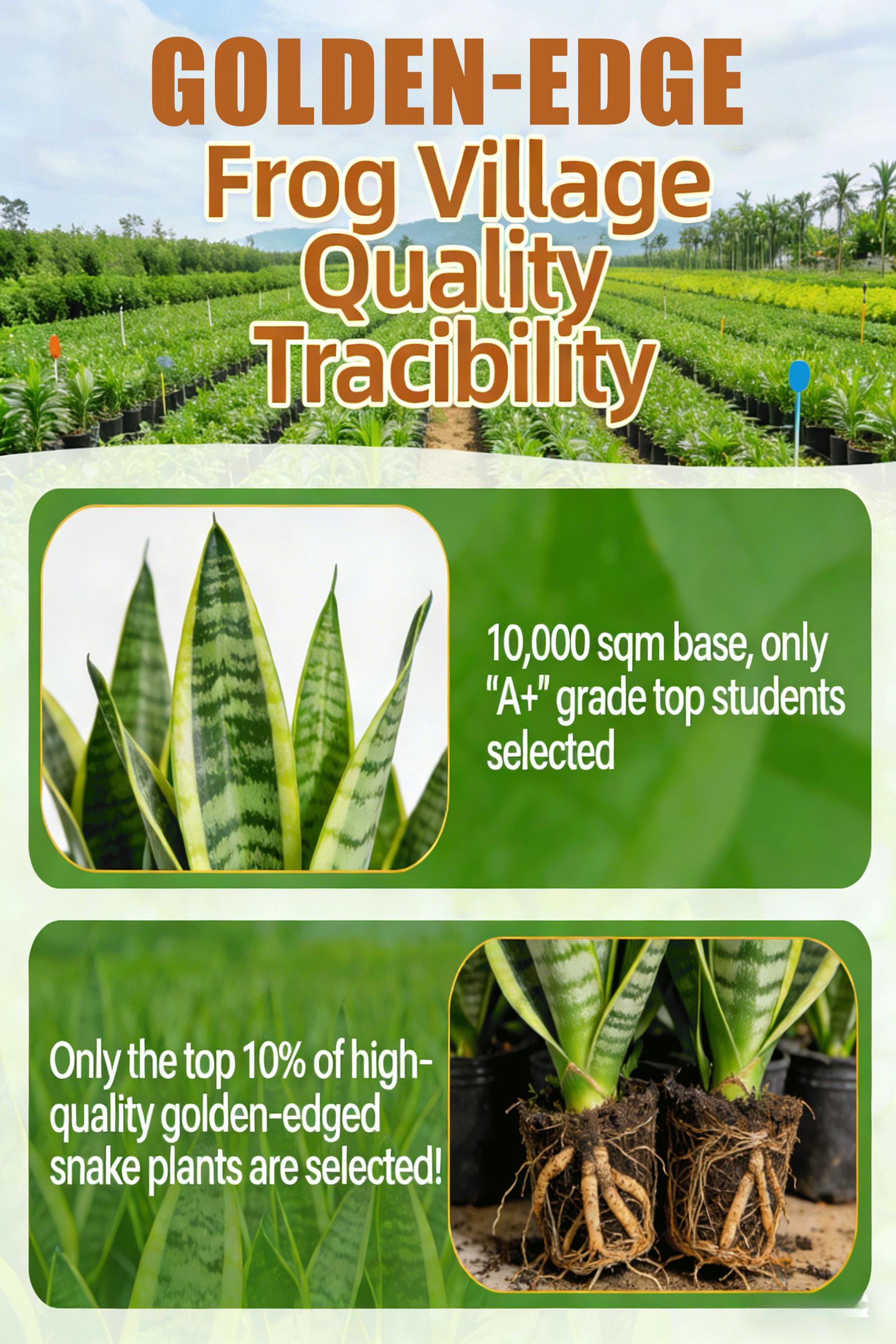 Live Exclusive | Live Snake Plant Indoor – Hardy Sansevieria Houseplant Easy Care Home Decor Plant Live Exclusive | Live Snake Plant Indoor – Hardy Sansevieria Houseplant Easy Care Home Decor Plant