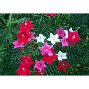 Cypress Vine Mix (Ipomoea Pennata Mix)  SEEDS,easy to start from seed!