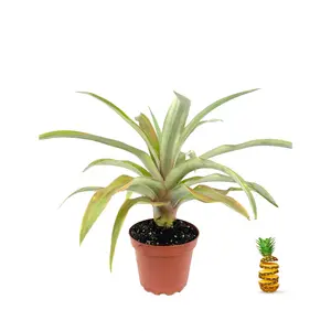 Pineapple Plant - Live Plant in a 4 Inch Grower's Pot - Ananas Comosus - Starter Fruit Trees Ready for The Patio and Garden