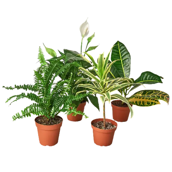 4-Pack Air Purifying Houseplant Variety Bundle, Pothos, Dracaena, Fern, Peace Lily, Live Houseplants, Indoor Plants