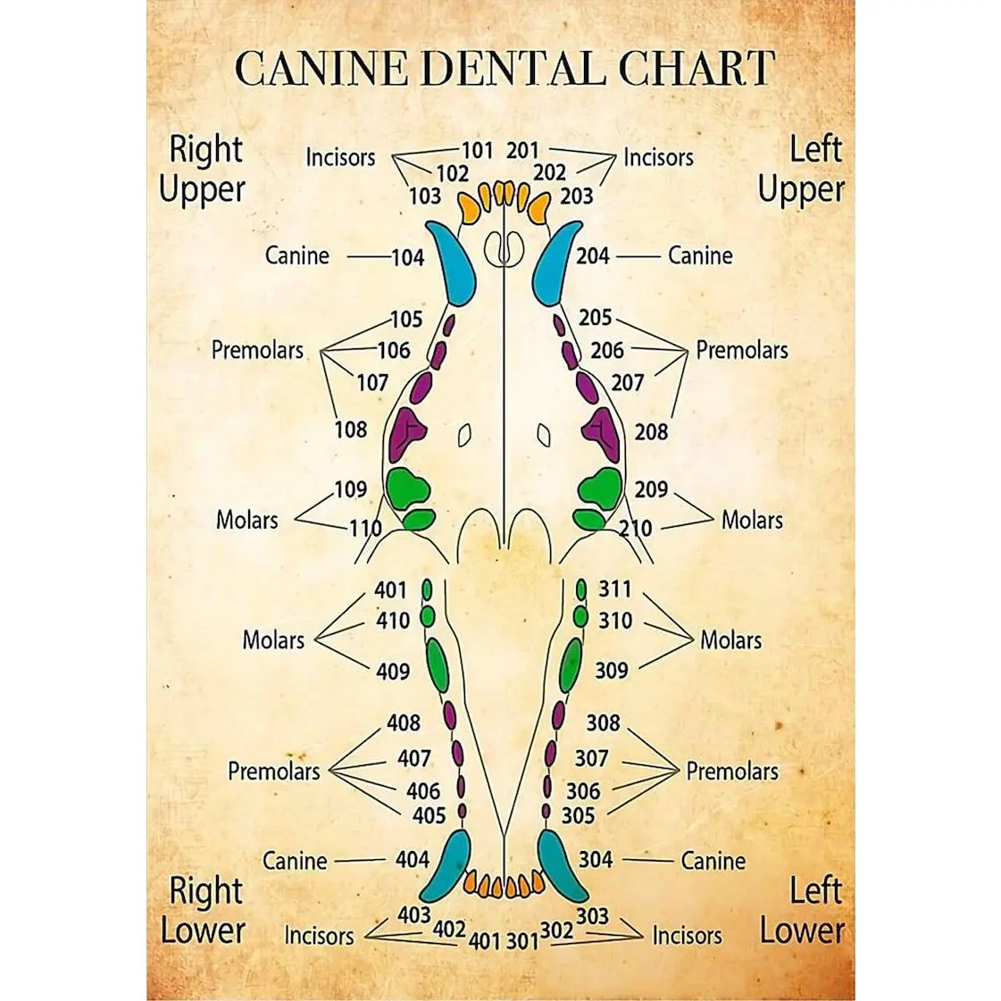 Dentist Canine Dental Chart Poster Home Decor Wall Decor