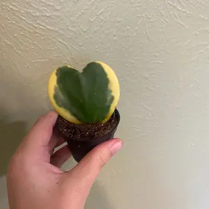 Hoya Kerri Heart- 2 inch pot, variegated