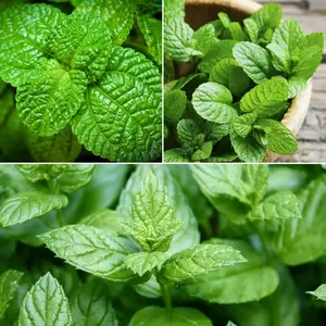 500+ over 3600 Pcs, Mint Seeds for Planting, Bulk Count
