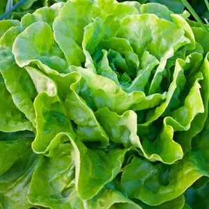1000 Buttercrunch Lettuce Seeds for Planting, Heirloom Vegetable Seeds for Home Garden