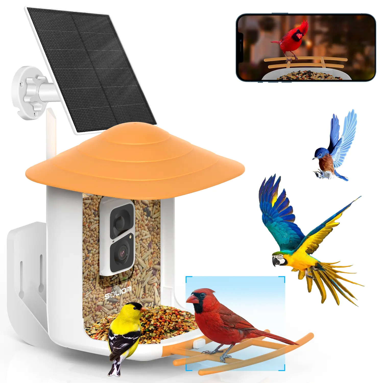Smart Bird Feeder with Camera Wireless Outdoor, with AI Identify Species, Backyard Watching Gift, Auto Record Bird Video, Free Local Storage, No Subscription, Instant Notifications
