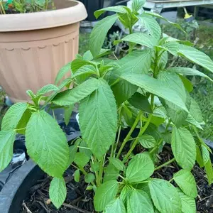 Saluyot Egyptian Spinach Corchorus Olitorius Molokhia Seeds 2 Pack x 3000 Seeds Fast Germination Indoor Outdoor