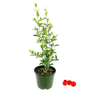 Barbados Cherry Tree - Live Plant in a 6 Inch Grower's Pot - Malpighia Emarginata - Edible Fruit Bearing Tree for The Patio and Garden