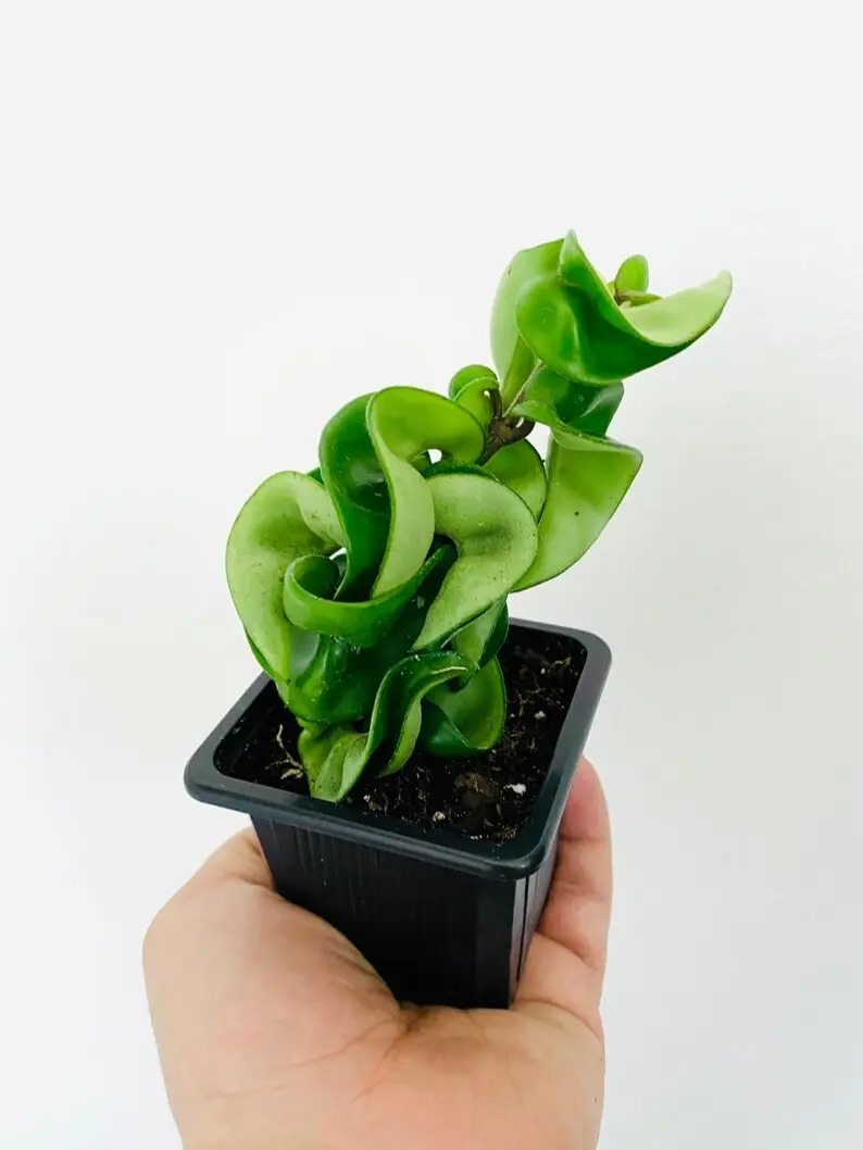 Hoya Compacta - Hindu Rope - Full Heads - Tropical Wax Plant - Available in Multiple Pot Sizes