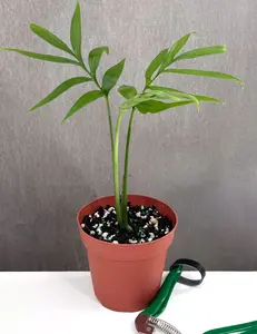Monstera Subpinnata Plant in Nursery Pot