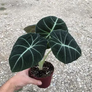 Alocasia Black Velvet 4”