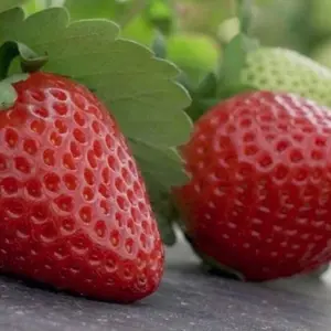 Florida Medallion Strawberry Plants 3 Pack