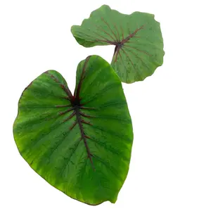 Colocasia Pharoah Mask