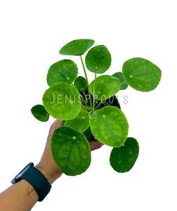Pilea Peperomioides (Chinese Money Plant) Pot 4” Indoor Plants -  Houseplant - Tropical Foliage