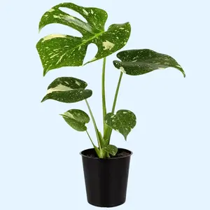 5” Tall Monstera Thai Constellation, Hard to Find Live Houseplant, Indoor Plant