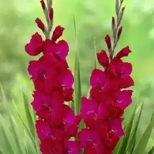 Gladiolus bulbs,Plum Tart( Bulbs) Summer flowering, Perennial