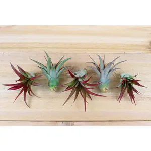 Tillandsia Red Abdita Air Plants  [5, 10 or 15 Pack] Low Maintenance House Plant Decor - Whimsical - Vintage - Air Purifying - Self Care - Healthy Living