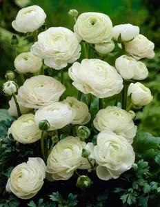 Ranunculus Pastel Mix - Persian Buttercup Seeds Butterfly Ranunculus Corms, Peony Ranunculus Flower Seeds for Garden, Vibrant Blooms in Spring
