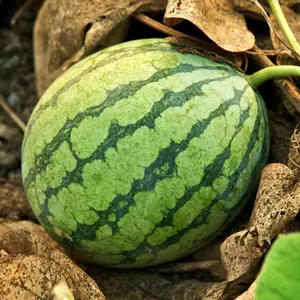 TomorrowSeeds - Crimson Sweet Watermelon Seeds -  AAS Winner Light Green Dark Striped Large Melon Juicy Red Flesh Garden Fruit Seed 2024 Season
