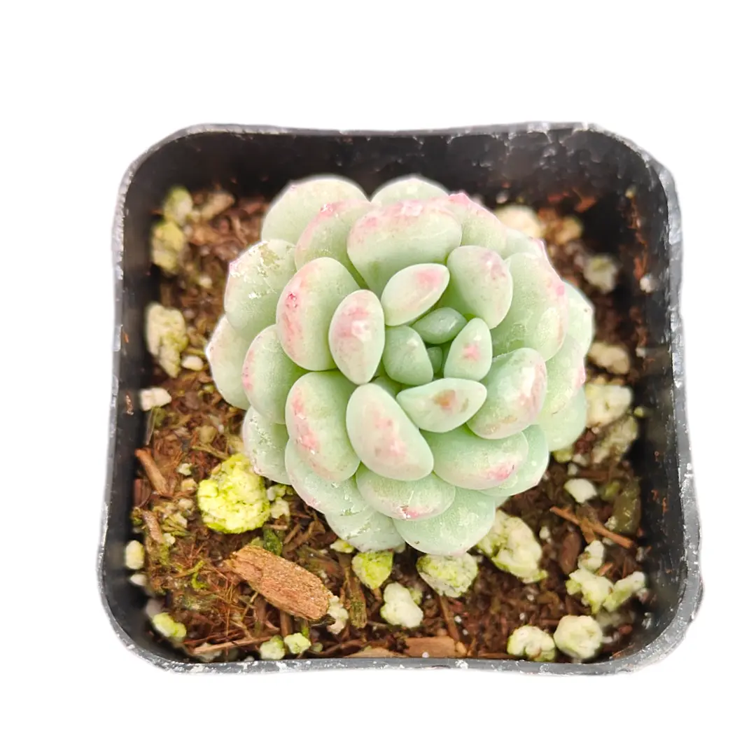 Echeveria Cute Bean