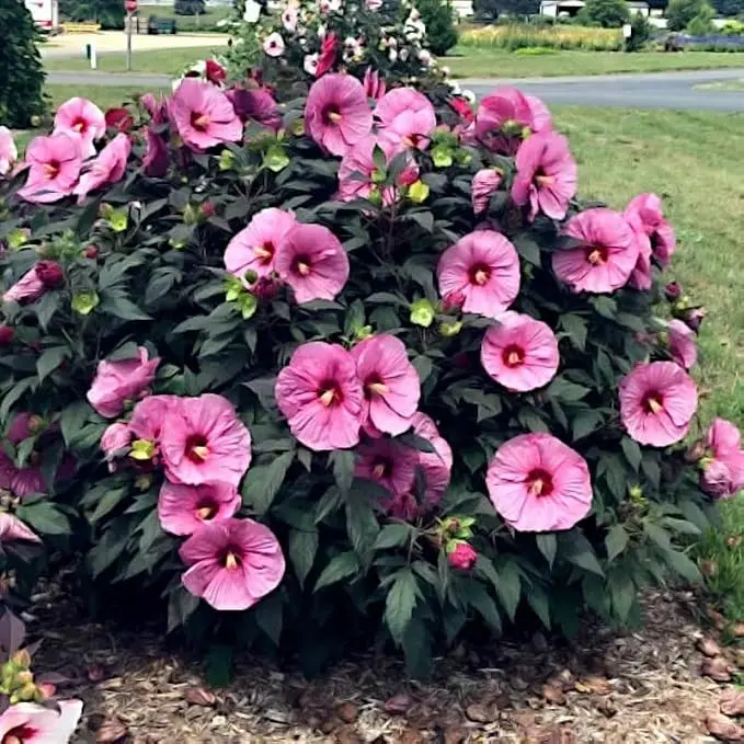 200-Count Rose Mallow Flower Seeds, Perfect for Backyard Planting & Home Gardening. 200-Count Rose Mallow Flower Seeds, Perfect for Backyard Planting & Home Gardening.