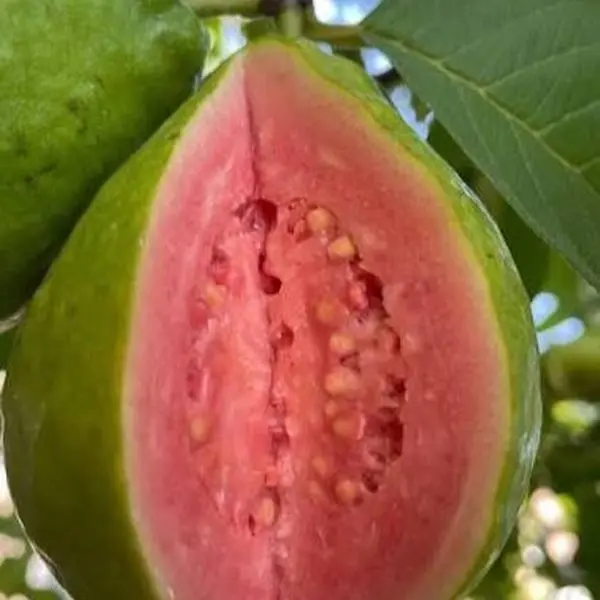 Ruby Supreme Guava Tree - 2-3 ft Tall, 3-Gal Pot