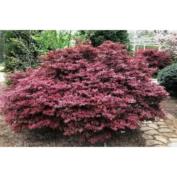 Acer palmatum 'Shaina' Compact Dwarf Japanese Maple