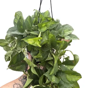 8” Global Green Pothos Hanging Basket | Epipremnum Global Green