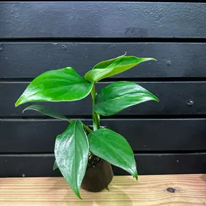 Rhaphidophora Decursiva 4 Inch Planter