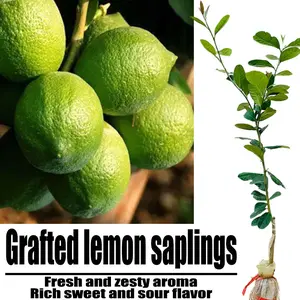 Grafted Lemon Bare Root Sapling, Rich Sweet Sour Zesty Aroma Lime Tree For Home Garden