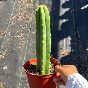 Coloumnar Cactus  6 inch
