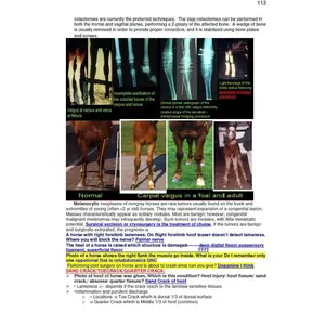 Comprehensive Notes of ALL EQUINE diseases, 200+ Pages - Ace your bcse and NAVLE Study Guide - Study Notes for Vets and Vet Techs