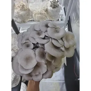 Blue Oyster Mini Mushroom Farm Kit