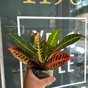 4 Inch Plant Pot Petra