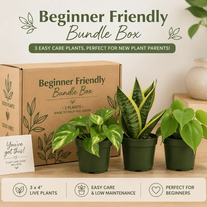 Beginner Plant Bundle – 3 Beginner Plants Live Houseplants in 4” Pots
