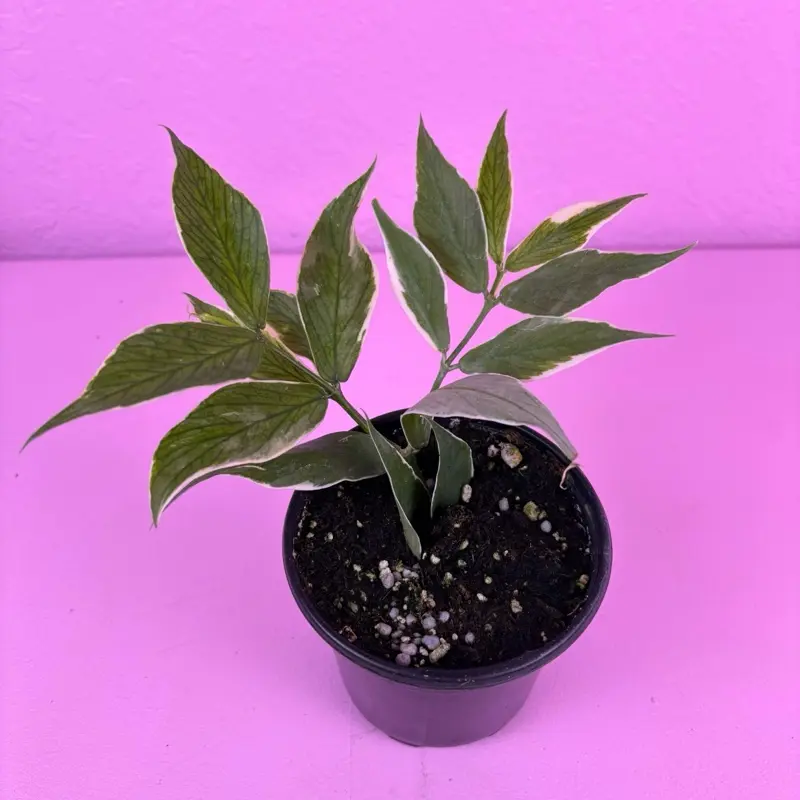 RARE Hoya Polyneura Albomarginata 4” | Variegated Fishtail Hoya | Collector Plant