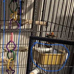 PetSafe 2-in-1 Plastic Pet Bowl with Removable Stainless Steel Insert & 10 Plastic Rings Set - 5"x5" Deep Feeder/Bath Dish with Vertical-bar Mount for Birds Hamsters Guinea Pigs