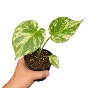 Monstera Mint 4 Inch Pot - Vibrant Green & White Variegated Leaves - Perfect for Indoor Plants - High Quality Soil Included