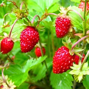 Alexandria Alpine Strawberry Seeds - Organic and Regenerative Gardening Seeds